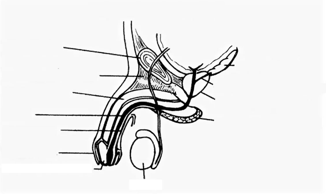 estructura del pene